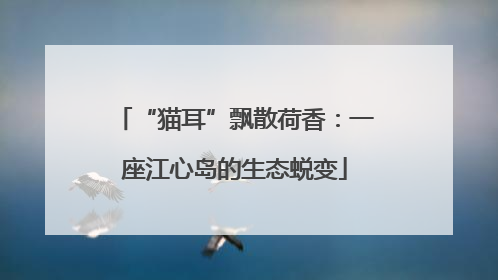 “猫耳”飘散荷香：一座江心岛的生态蜕变