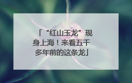 “红山玉龙”现身上海！来看五千多年前的这条龙