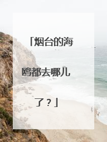 烟台的海鸥都去哪儿了？
