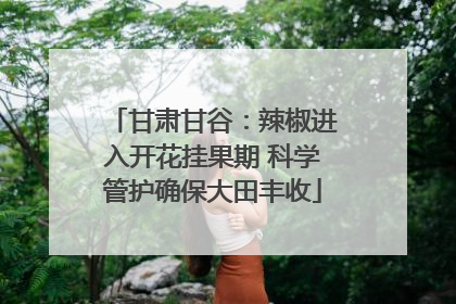 甘肃甘谷：辣椒进入开花挂果期 科学管护确保大田丰收