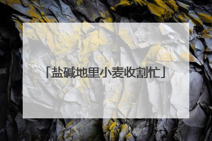盐碱地里小麦收割忙