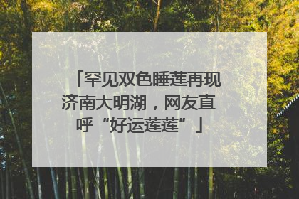 罕见双色睡莲再现济南大明湖，网友直呼“好运莲莲”