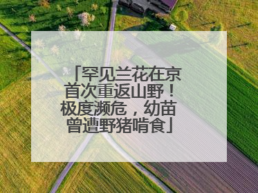 罕见兰花在京首次重返山野！极度濒危，幼苗曾遭野猪啃食