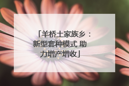 羊桥土家族乡：新型套种模式 助力增产增收