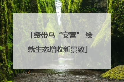 绶带鸟“安营” 绘就生态增收新景致