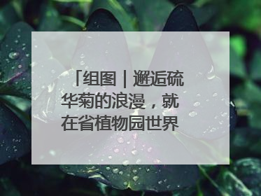 组图｜邂逅硫华菊的浪漫，就在省植物园世界名花广场