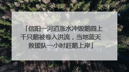 信阳一河道涨水冲毁鹅圈上千只鹅被卷入洪流，当地蓝天救援队一小时赶鹅上岸