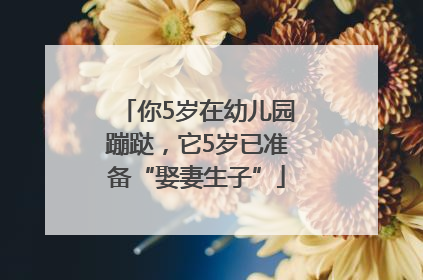 你5岁在幼儿园蹦跶，它5岁已准备“娶妻生子”