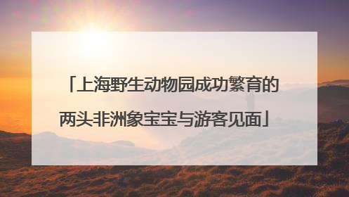 上海野生动物园成功繁育的两头非洲象宝宝与游客见面