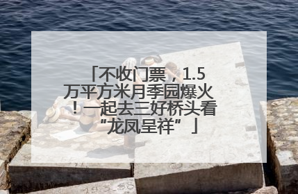 不收门票，1.5万平方米月季园爆火！一起去三好桥头看“龙凤呈祥”