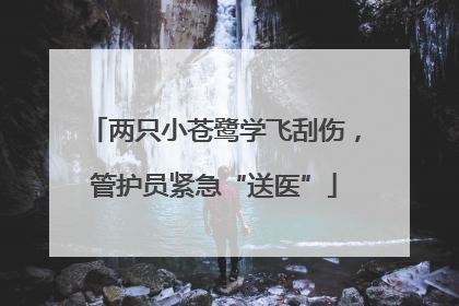 两只小苍鹭学飞刮伤，管护员紧急“送医”