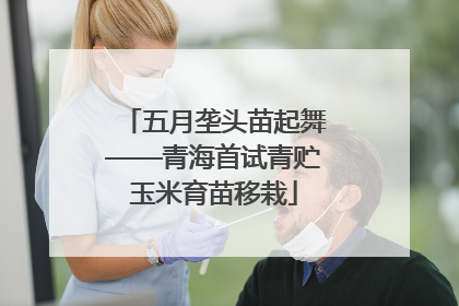 五月垄头苗起舞——青海首试青贮玉米育苗移栽
