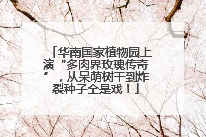 华南国家植物园上演“多肉界玫瑰传奇”，从呆萌树干到炸裂种子全是戏！
