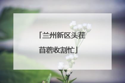 兰州新区头茬苜蓿收割忙