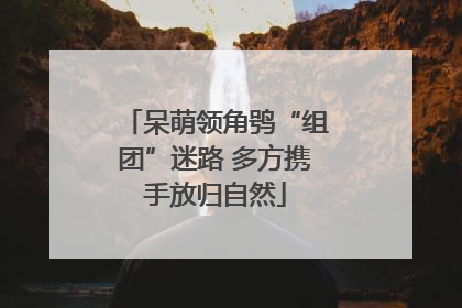 呆萌领角鸮“组团”迷路 多方携手放归自然