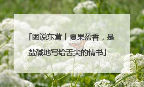图说东营丨夏果盈香，是盐碱地写给舌尖的情书
