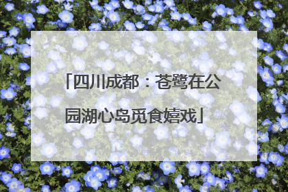 四川成都：苍鹭在公园湖心岛觅食嬉戏