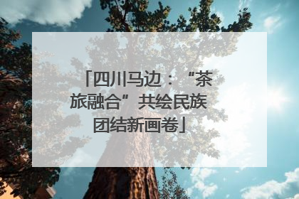 四川马边：“茶旅融合”共绘民族团结新画卷