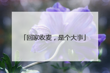 回家收麦，是个大事