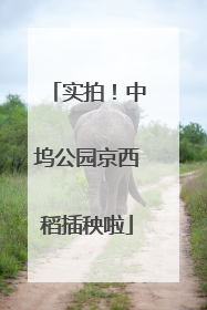 实拍！中坞公园京西稻插秧啦