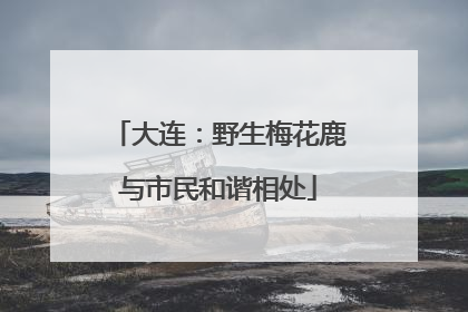 大连：野生梅花鹿与市民和谐相处