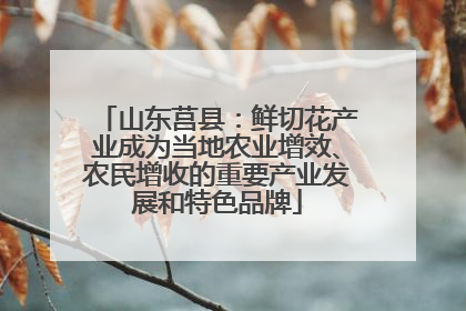 山东莒县：鲜切花产业成为当地农业增效、农民增收的重要产业发展和特色品牌
