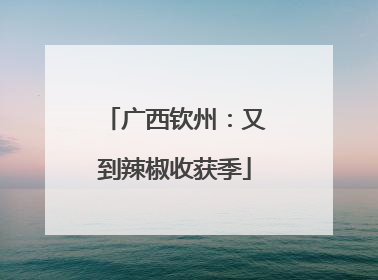 广西钦州：又到辣椒收获季