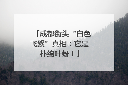 成都街头“白色飞絮”真相：它是朴绵叶蚜！