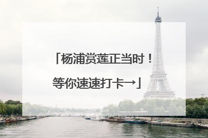 杨浦赏莲正当时！等你速速打卡→