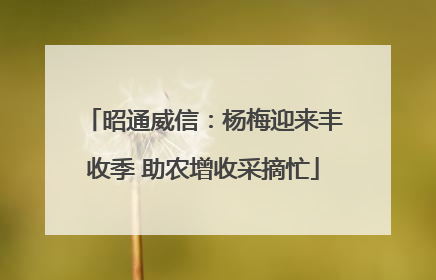 昭通威信：杨梅迎来丰收季 助农增收采摘忙