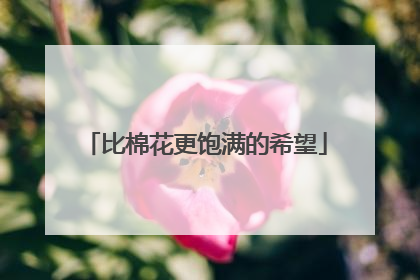 比棉花更饱满的希望