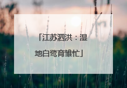 江苏泗洪：湿地白鹭育雏忙