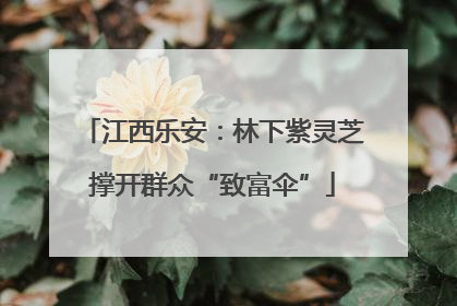 江西乐安：林下紫灵芝撑开群众“致富伞”