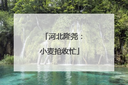河北隆尧：小麦抢收忙