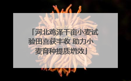 河北鸡泽千亩小麦试验田喜获丰收 助力小麦育种提质增效