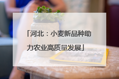 河北：小麦新品种助力农业高质量发展