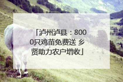 泸州泸县：8000只鸡苗免费送 乡贤助力农户增收