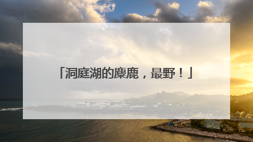 洞庭湖的麋鹿，最野！