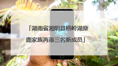 湖南省湘阴县横岭湖麋鹿家族再添三名新成员
