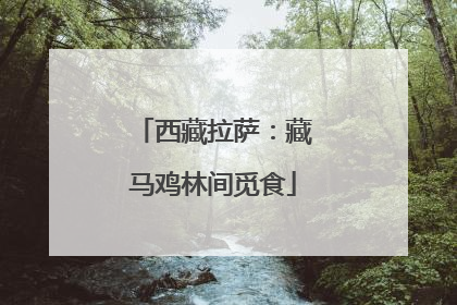 西藏拉萨：藏马鸡林间觅食