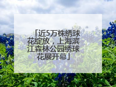 近5万株绣球花绽放，上海滨江森林公园绣球花展开幕