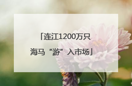 连江1200万只海马“游”入市场