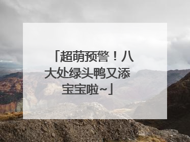 超萌预警！八大处绿头鸭又添宝宝啦~
