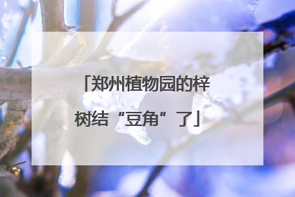 郑州植物园的梓树结“豆角”了
