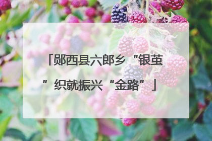 郧西县六郎乡“银茧”织就振兴“金路”