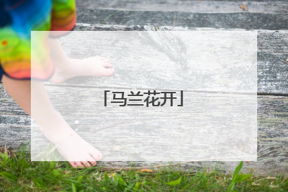 马兰花开