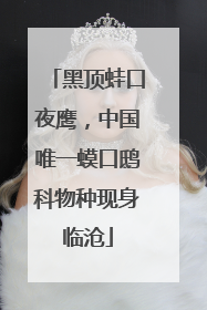 黑顶蛙口夜鹰，中国唯一蟆口鸱科物种现身临沧